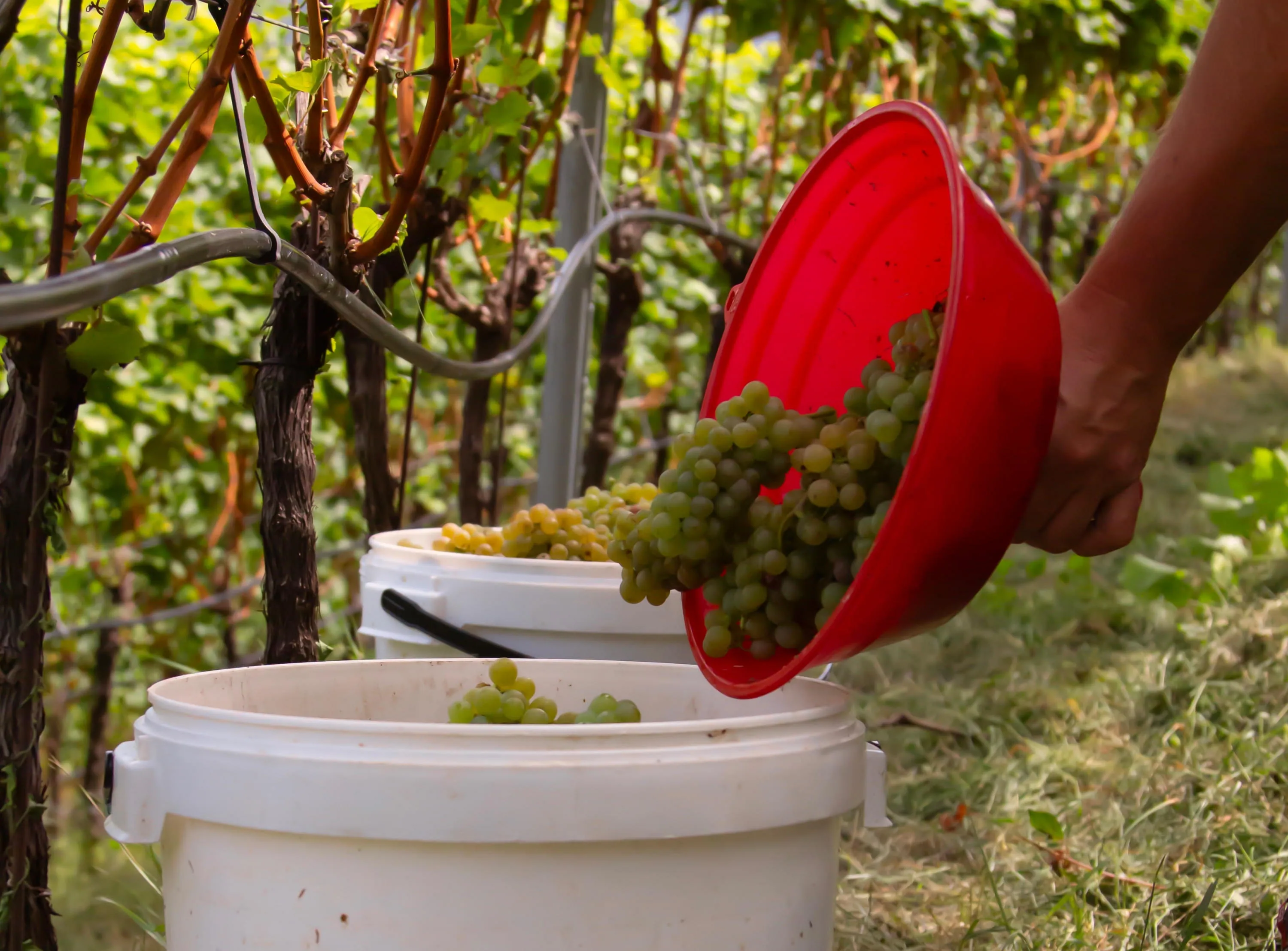 Weinernte